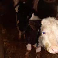 گاو جوان و گوساله سیمینتال با شیردهی بالا