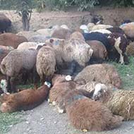 گوسفند زنده به همراه قصاب با مناسب ترین قیمت روز