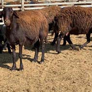 تعدادی گوسفند افشار با نژاد هتروزیگوت