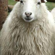 فروش گوسفند زنده برای عقیقه و عروسی و نذری و تولد نوزاد