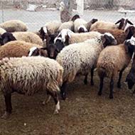 پخش و فروش گوسفند رومانوف بصورت عمده و خرده
