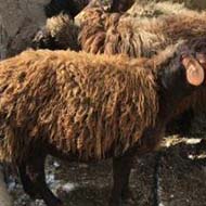 گوسفند زنده با نژاد هترو دوقلوزا