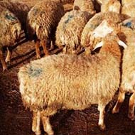 گوسفند زنده بابت قربانی و عقیقه وغیره همراه با ارسال به تمام نقاط