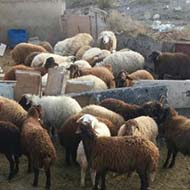 عرضه و فروش گوسفند زنده با نژادهای اصیل