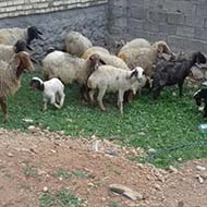 13 راس گوسفند شیشک آبستن و بره دار