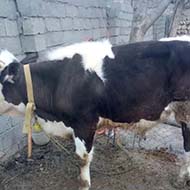 گوساله نر سیمینتال با وزن حدودی 350 کیلو