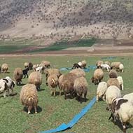 گوسفند شیشک آبستن با قیمت های متفاوت