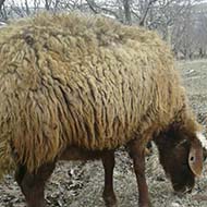 گوسفند ماده قزل افشار به قیمت مناسب