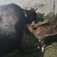 گاو و گوساله شیری ماده با قیمت دوازده میلیون تومان