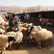 گوسفند افشار و شال همراه با مشاوره رایگان برای فروش