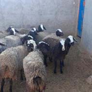 فروش گوسفند قزل افشاری و آبستن