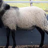 فروش گوسفند نژاد رومانوف با امکانات فوق العاده