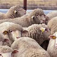 گوسفند زنده کاملا بومی و ارگانیک