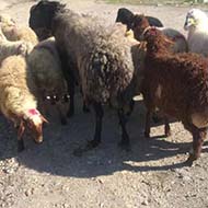 گوسفند زنده با قیمت مناسب به شرط بازدهی گوشت بالا