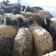 گوسفند زنده در محل همراه با قصاب مجرب