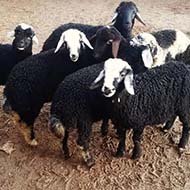 گوسفند بهداشتی با قیمت منصفانه