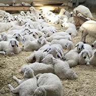 گوسفند زنده با نژاد مغانی کردی  بختیاری  رومانف