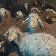 گوسفند زنده همراه با تضمین سلامت دام‌ها