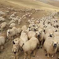 فروش گوسفند زنده کاملا ارگانیک با ارسال رایگان