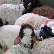 گوسفند زنده همراه با قصاب و دارای کارت بهداشت