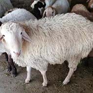 گوسفند زنده بهداشتی و قربانی توسط قصاب با سلیقه شما