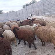 فروش گله گوسفند