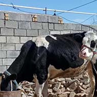 گاو و گوساله شیری 40 روزه