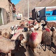 35 راس گوسفند آبستن سالم و سرحال در شهر کامیاران