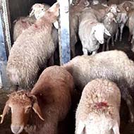 فروش گوسفنده زنده برای قربانی از ۳۰ کیلو به بالا
