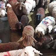 فروش انواع گوسفند زنده همراه با وزن کشی دقیق