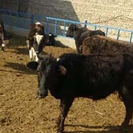 18 راس گاو و گوساله سالم و گوشتی