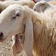 گوسفند زنده پرواری و ارگانیک