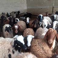 فروش تعداد محدودی گوسفند نژاد فشندی