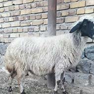 گوسفند ماده سالم و گوشتی همراه با قصابی