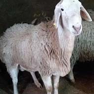 گوسفند زنده شبانه روزی با تحویل در محل بدون هیچ هزینه ای