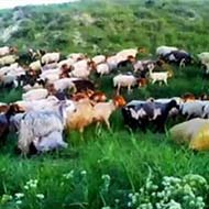 گوسفند زنده با کشتار گوسفند توسط قصاب