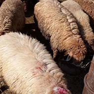 گوسفند زنده بهداشتی با ارسال باسکول دیجیتال