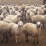 گوسفند از مناطق کوهستانی غرب کشور