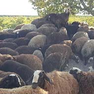 گوسفند زنده با پلاک بهداشت و سلامت