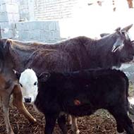فروش تعداد محدودی گاو و گوساله با نژاد هلشتاین