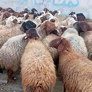 ۱۰۰ راس گوسفند شیشک و جوان نژاد مهربان و افشار