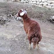 گوسفند زنده سالم وخوش خوراک برای  نذری و عقیقه