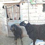 فروش گوسفند زنده با قیمت مناسب باکیفیت ترین نژادها