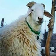 گوسفند نر و ماده با انواع وزن های مورد دلخواه شما