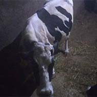 گاو خارجی با شیردهی بالای 20 کیلو