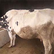 یک راس گاو شیری باگوساله نر با شیردهی روزانه 18 کیلو