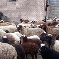 فروش تعدادی گوسفند نژاد مهربانی