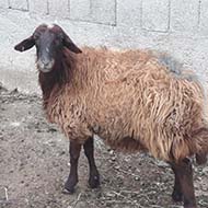 گوسفند زنده با نژاد افشاری اصیل