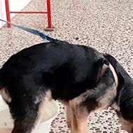 سگ ژرمن یورک ۶ ماهه واکسینه شده