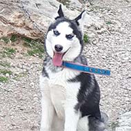 سگ هاسکی سیبرین با نژاد اصیل و چشم یخی